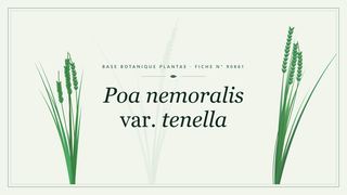 Planche botanique stylisée de Poa nemoralis var. tenella