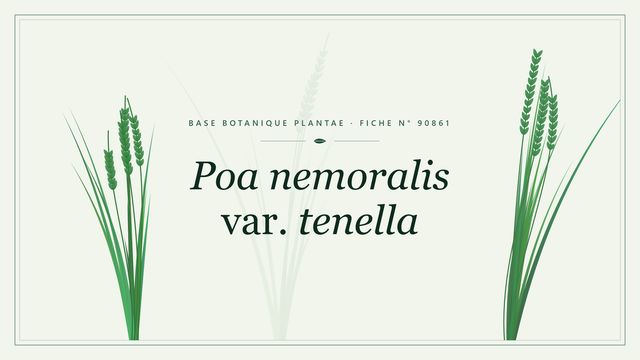 Poa nemoralis var. tenella : fiche descriptive et taxonomie Planche botanique stylisée de Poa nemoralis var. tenella