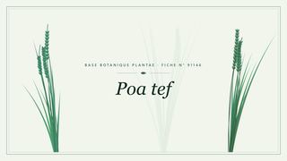 Planche botanique stylisée de Poa tef