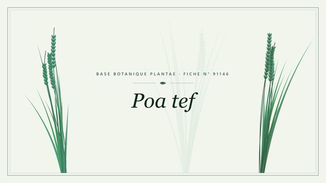 Poa tef : fiche descriptive et taxonomie Planche botanique stylisée de Poa tef
