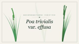 Planche botanique stylisée de Poa trivialis var. effusa