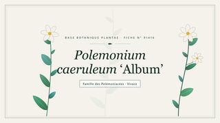 Planche botanique stylisée de Polemonium caeruleum ‘Album’, famille des Polémoniacées