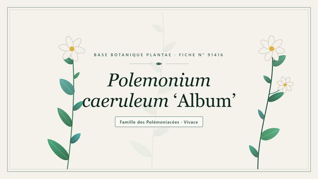 Polemonium caeruleum album : comment s'y retrouver Planche botanique stylisée de Polemonium caeruleum ‘Album’, famille des Polémoniacées