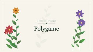 Illustration botanique stylisée du terme « Polygame » du glossaire