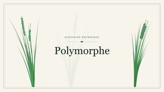 Illustration botanique stylisée du terme « Polymorphe » du glossaire