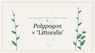 Planche botanique stylisée de Polypogon × ‘Littoralis’