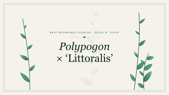 Polypogon × littoralis : description, culture et usages ornementaux Planche botanique stylisée de Polypogon × ‘Littoralis’