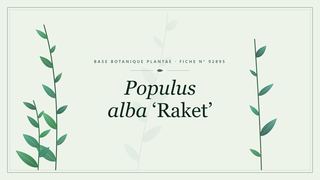 Planche botanique stylisée de Populus alba ‘Raket’
