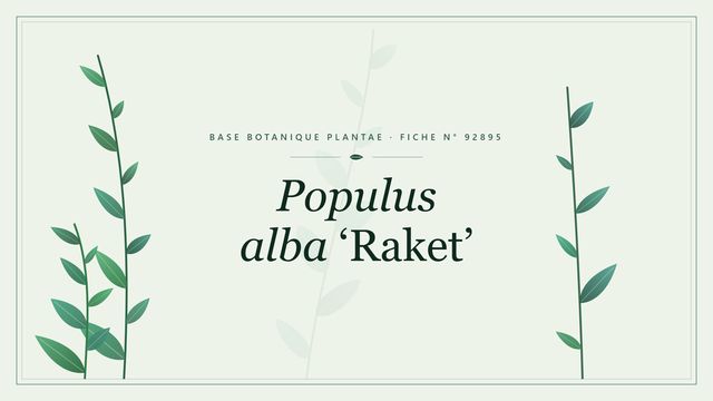 Populus alba raket : fiche descriptive et taxonomie Planche botanique stylisée de Populus alba ‘Raket’