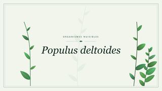 Visuel botanique stylisé consacré à Populus deltoides