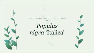 Planche botanique stylisée de Populus nigra ‘Italica’