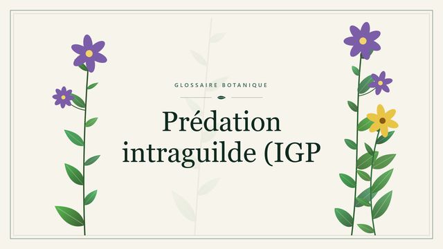 Prédation intraguilde (IGP) : définition, exemples et effets Illustration botanique stylisée du terme « Prédation intraguilde (IGP » du glossaire