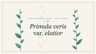 Planche botanique stylisée de Primula veris var. elatior