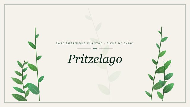 Pritzelago : fiche descriptive et taxonomie Planche botanique stylisée de Pritzelago