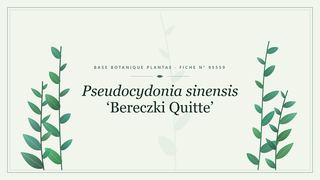 Planche botanique stylisée de Pseudocydonia sinensis ‘Bereczki Quitte’