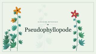 Illustration botanique stylisée du terme « Pseudophyllopode » du glossaire