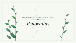Planche botanique stylisée de Psilochilus