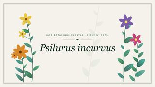 Planche botanique stylisée de Psilurus incurvus