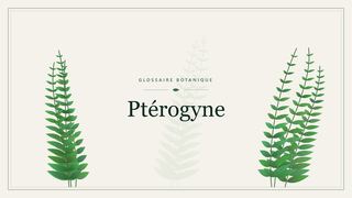 Illustration botanique stylisée du terme « Ptérogyne » du glossaire