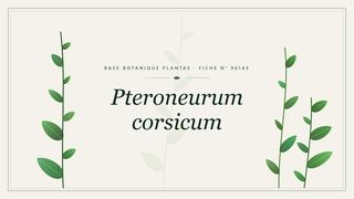 Planche botanique stylisée de Pteroneurum corsicum