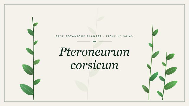 Pteroneurum corsicum : fiche descriptive et taxonomie Planche botanique stylisée de Pteroneurum corsicum