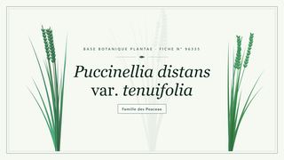 Planche botanique stylisée de Puccinellia distans var. tenuifolia, famille des Poaceae