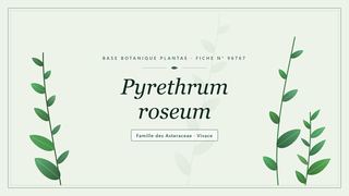 Planche botanique stylisée de Pyrethrum roseum, famille des Asteraceae