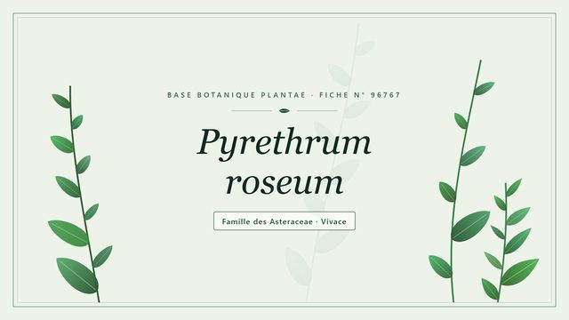 Pyrethrum roseum, ancien nom du Tanacetum coccineum Planche botanique stylisée de Pyrethrum roseum, famille des Asteraceae
