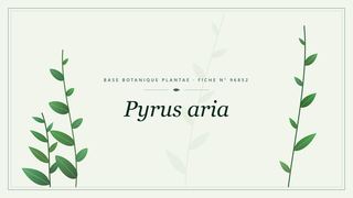 Planche botanique stylisée de Pyrus aria