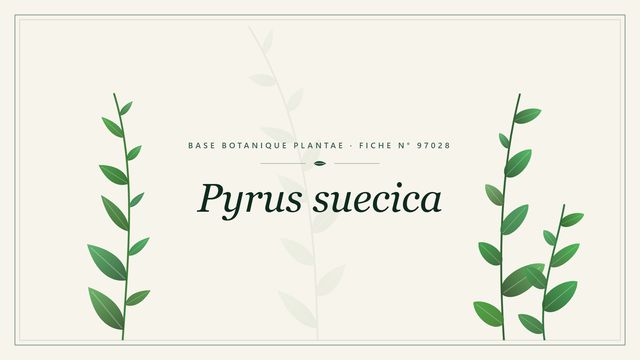 Pyrus suecica : fiche descriptive et taxonomie Planche botanique stylisée de Pyrus suecica