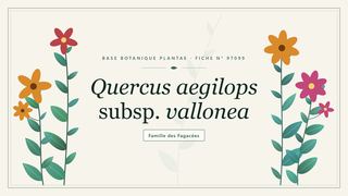 Planche botanique stylisée de Quercus aegilops subsp. vallonea, famille des Fagacées