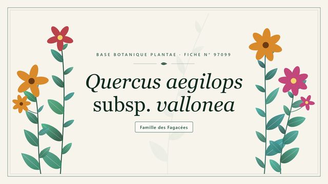 Quercus aegilops subsp. vallonea Planche botanique stylisée de Quercus aegilops subsp. vallonea, famille des Fagacées