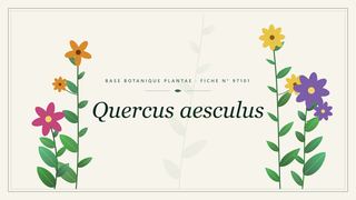Planche botanique stylisée de Quercus aesculus