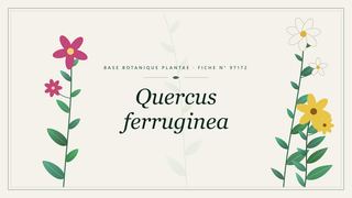Planche botanique stylisée de Quercus ferruginea