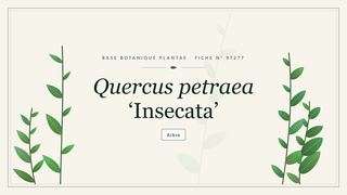 Planche botanique stylisée de Quercus petraea ‘Insecata’