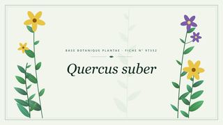Planche botanique stylisée de Quercus suber