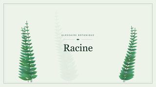 Illustration botanique stylisée du terme « Racine » du glossaire