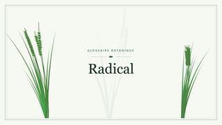 Illustration botanique stylisée du terme « Radical » du glossaire