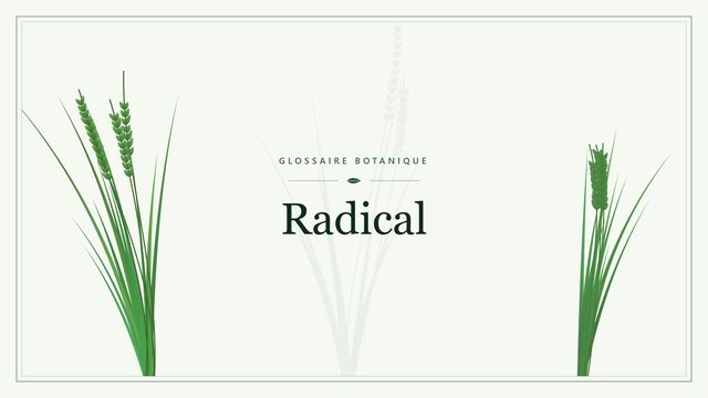 Radical : décryptage Illustration botanique stylisée du terme « Radical » du glossaire