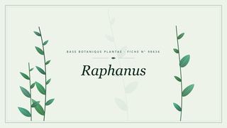 Planche botanique stylisée de Raphanus