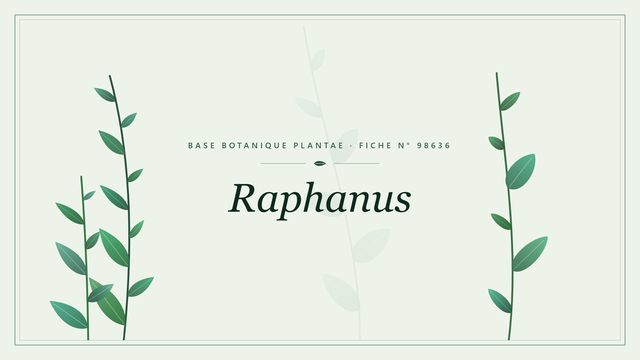 Raphanus : fiche descriptive et taxonomie Planche botanique stylisée de Raphanus