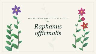 Planche botanique stylisée de Raphanus officinalis