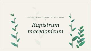 Planche botanique stylisée de Rapistrum macedonicum