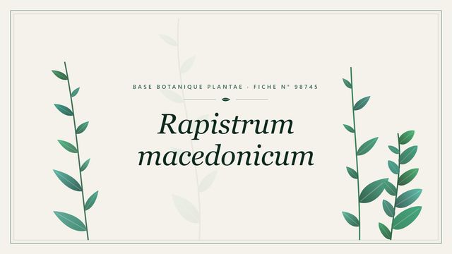 Rapistrum macedonicum : fiche descriptive et taxonomie Planche botanique stylisée de Rapistrum macedonicum