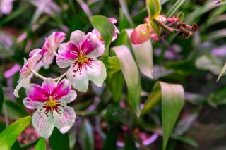 Viburnum fragrans : définition botanique et guide pratique
