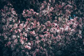 Parthenocissus tricuspidata atropurpurea : définition botanique