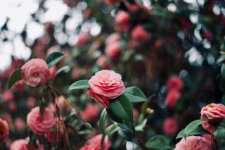 Orixa japonica : définition botanique et guide pratique