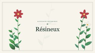 Illustration botanique stylisée du terme « Résineux » du glossaire