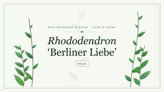 Planche botanique stylisée de Rhododendron ‘Berliner Liebe’