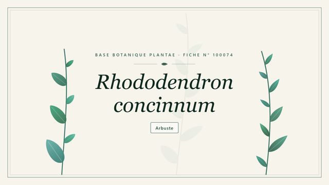 Rhododendron concinnum : fiche descriptive et taxonomie Planche botanique stylisée de Rhododendron concinnum